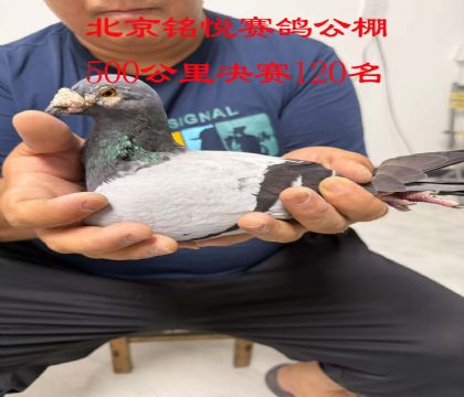 13.㑐ِQِ120