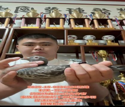 利奥贺尓曼斯鸽王杨直孙X孙女作育