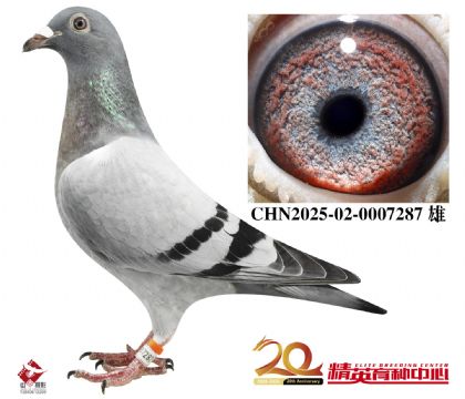 奶酪世界銘鴿“240”近親直孫