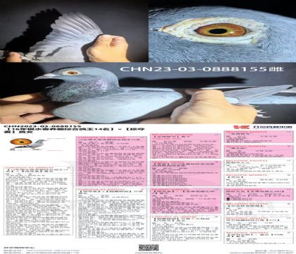 _(ki)14XӊZֱŮ155