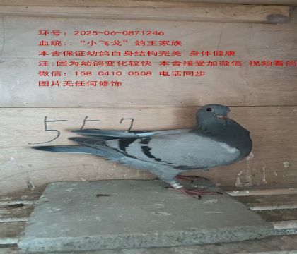 wСwꡱ246