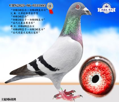 奶酪240直孫·奶酪698孫女