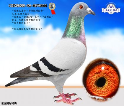 總教頭直孫·傳奇配對孫女