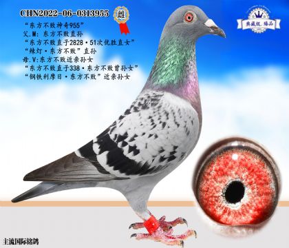 東方不敗神奇955