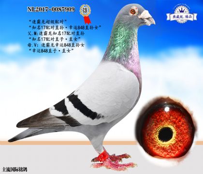 速霸龍超級配對直子