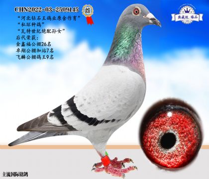 河北鉆石王鴿業(yè)原舍瓦特