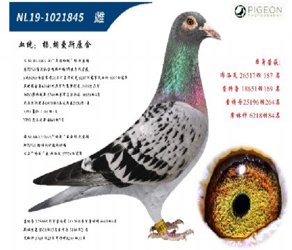 楊胡曼斯哈利直子配直女(超級種雌)