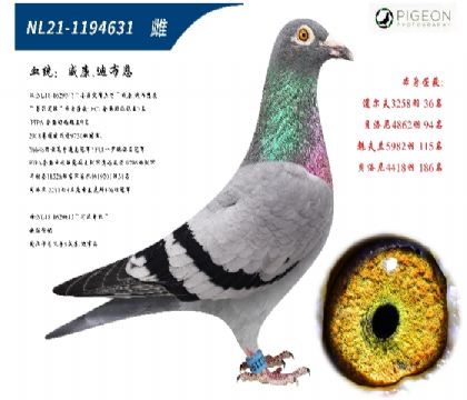 威廉迪布恩原舍(墨菲定律直孫女)