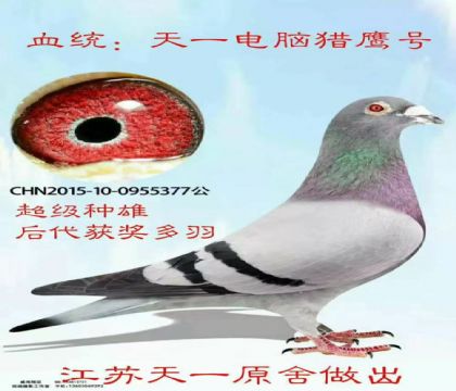超級(jí)種鴿天一原舍電腦近親獵鷹號(hào)