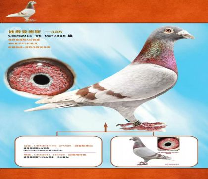回春陽(yáng)彼得曼達(dá)斯