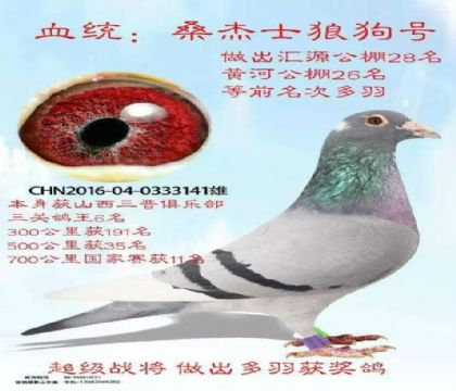 三關(guān)鴿王6名700公里11名多次成績(jī)桑杰士狼狗號(hào)