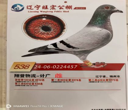 遼寧旺宏決賽538名