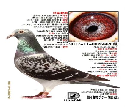 一帆鴿舍鄭杰做出三關(guān)鴿王92名萬(wàn)德維根