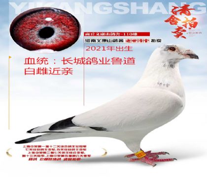 義康山做出長(zhǎng)城鴿業(yè)魯?shù)腊状?66近親