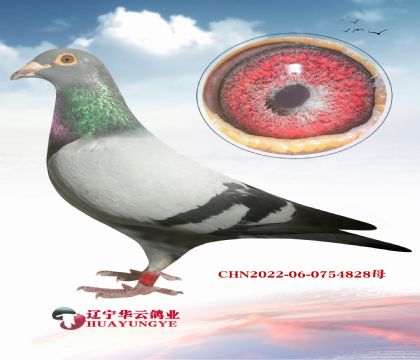 c(din)N شϼt^ֱϵ