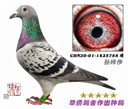1̖(ho)--ղɭ019XA-1423755-