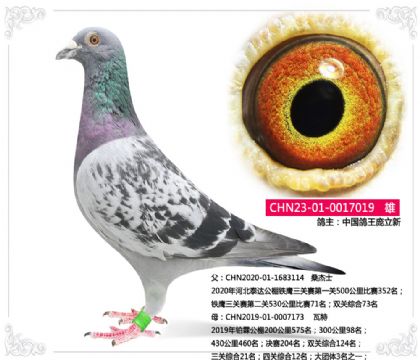 中國(guó)鴿王龐立新---桑杰士X瓦特019 雄