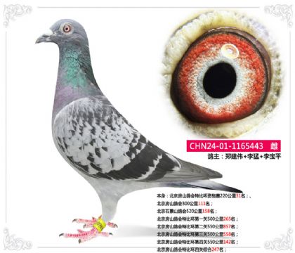 北京房山鴿會(huì)特比環(huán)四關(guān)綜合247名 雌