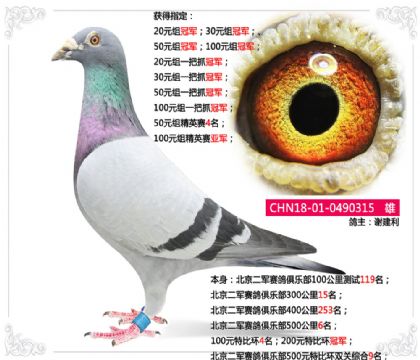 北京二軍賽鴿俱樂部500元特比環(huán)雙關(guān)綜合9名 雄