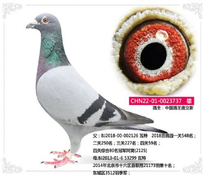 中國(guó)鴿王龐立新---瓦特737 雄