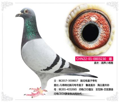 鴿界小格格-----蓋比X吉瓦特230 雄