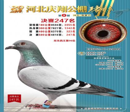 張家口慶翔賽鴿公棚500公里決賽247名 雄