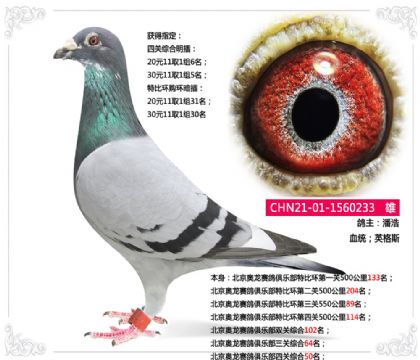 北京奧龍賽鴿俱樂部四關(guān)綜合50名 雄