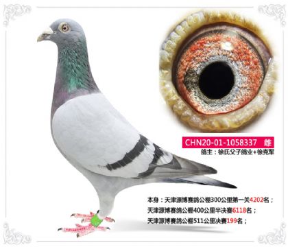 天津源博賽鴿公棚511公里決賽199名 雌