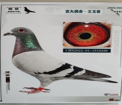 京大鴿舍-王文君------紅色閃電288 雄