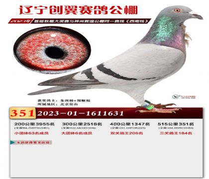 遼寧創(chuàng)翼賽鴿公棚(秋)515公里決賽351名 雌