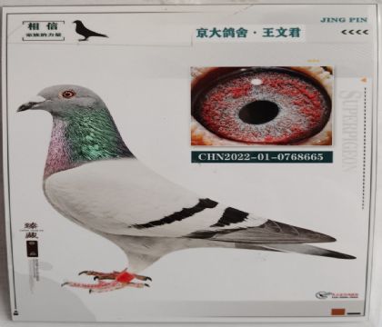 京大鴿舍-王文君---米衛(wèi)665 雌