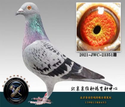 北京京維種鴿中心--里奧351 雌
