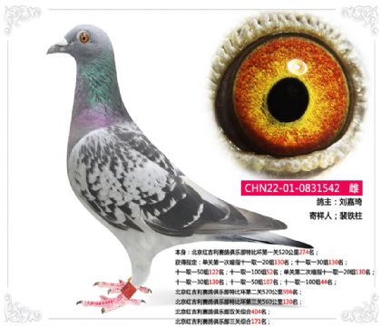 北京紅吉利賽鴿俱樂部三關(guān)綜合171名 雌