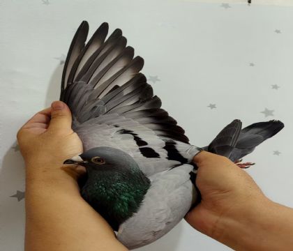 9