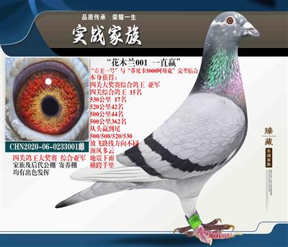 花木蘭001 四關(guān)鴿王亞軍