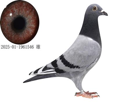 南非百萬美元公棚蓋比魯?shù)辖H
