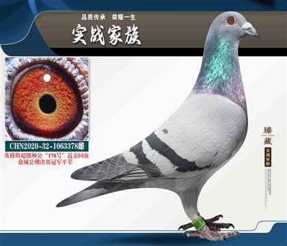 英格斯178直孫近親回血