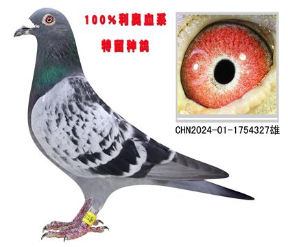 WHN327