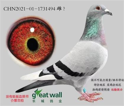 <北京長城鴿業(yè)>奶酪金棕櫚