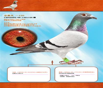 <總教頭>長城奶酪X總教頭