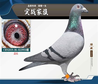 蓋比臟灰 必須發(fā)揮