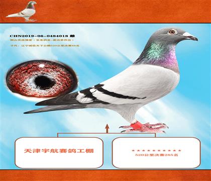<天津宇航公棚>鞍山寶來鴿業(yè)-崔治君