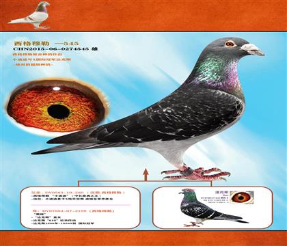 <西格穆勒>達(dá)克斯-國際冠軍