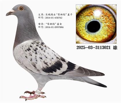 長(zhǎng)城鴿業(yè)“零缺陷”直子X“零缺陷”直女