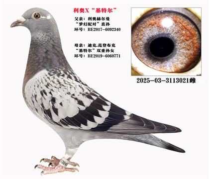 W䌦ֱOXؠ
