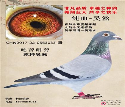 吳淞