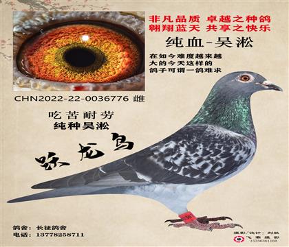 吳淞躍龍
