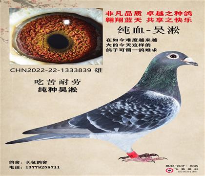 吳淞