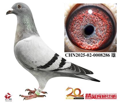 奶酪世界銘鴿“240”近親直孫