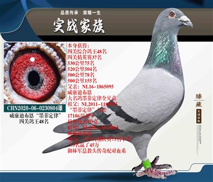 威廉迪布恩墨菲定律-四關(guān)鴿王48
